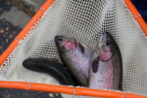 о нас пишут