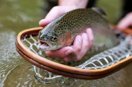 о нас пишут