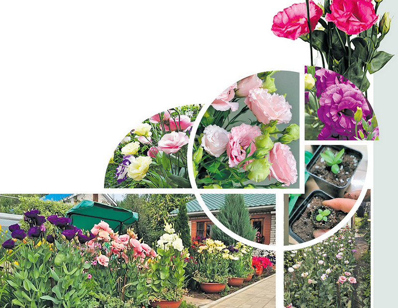 О нас пишут