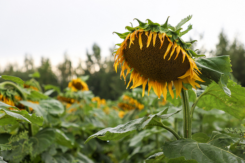 О нас пишут