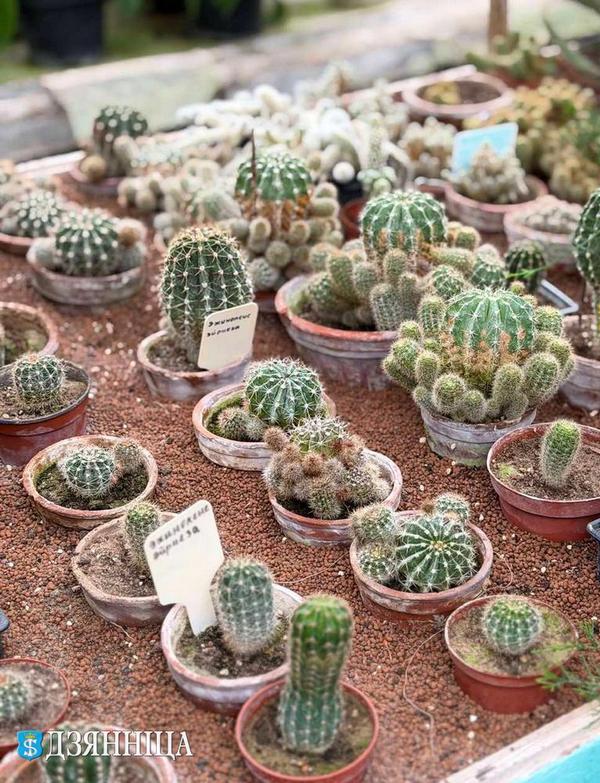 О нас пишут