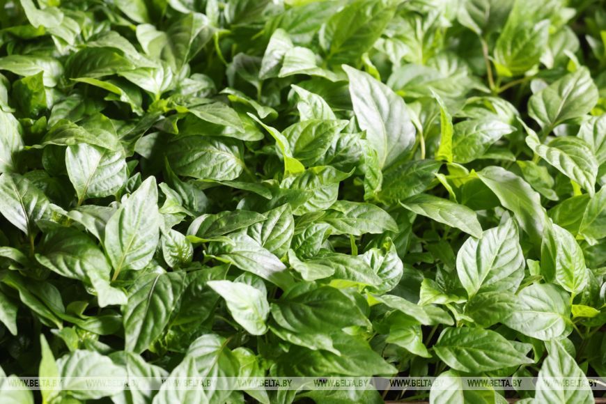 О нас пишут