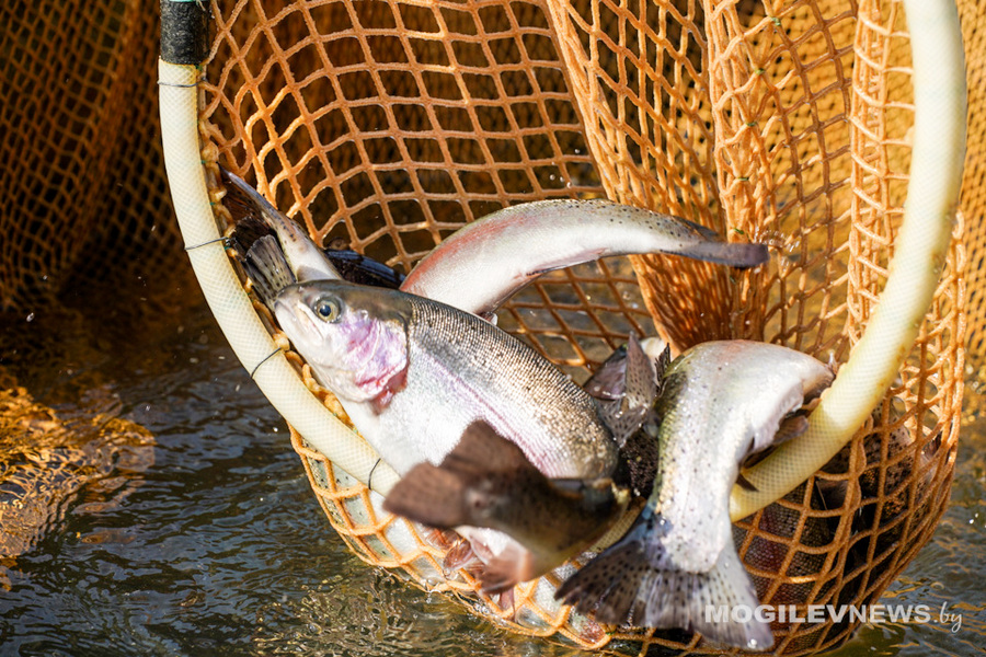 О нас пишут