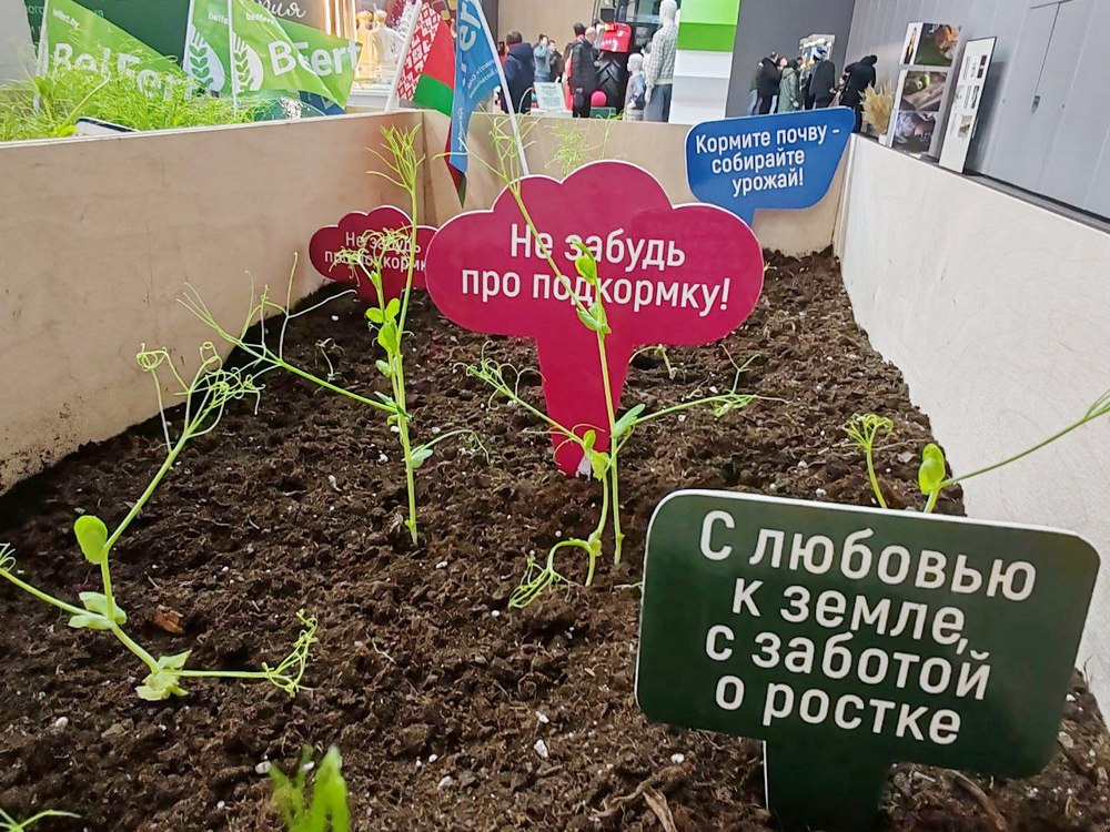 Моя Беларусь