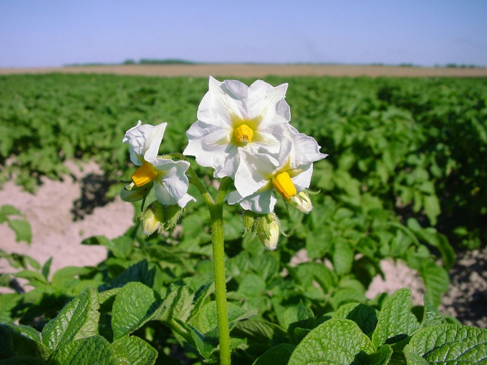 о нас пишут