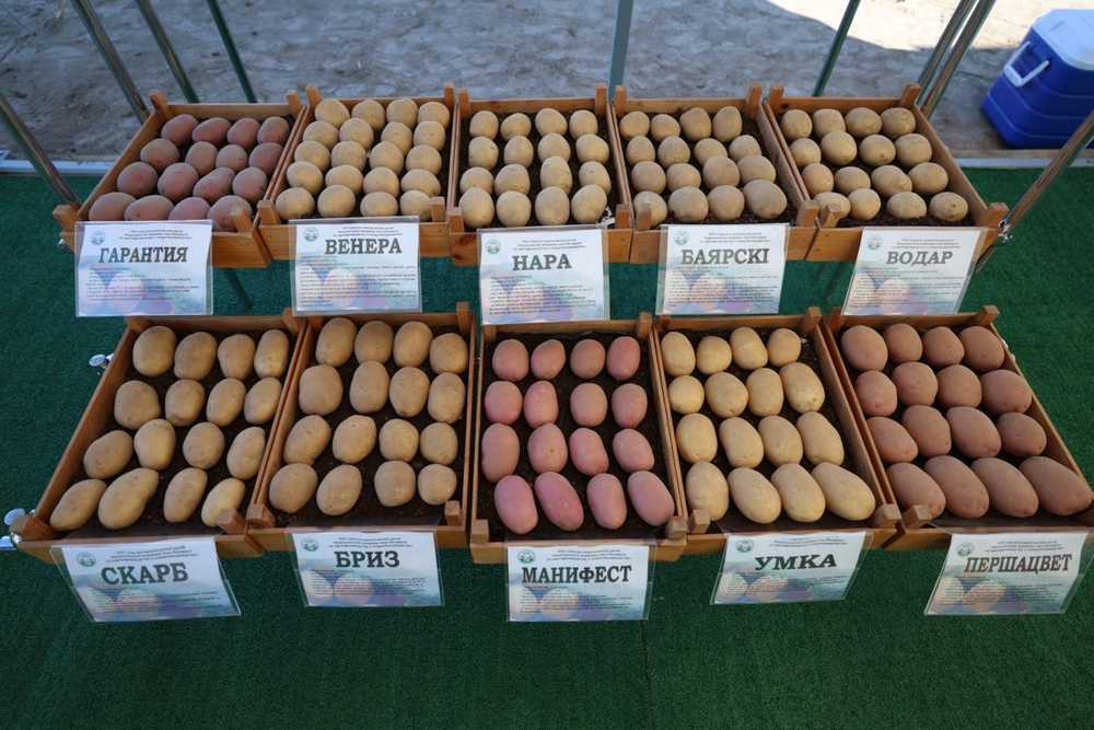 о нас пишут