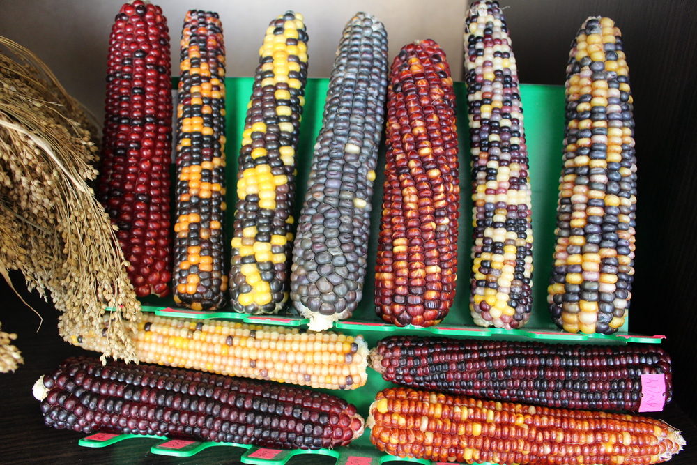 Генетические ресурсы