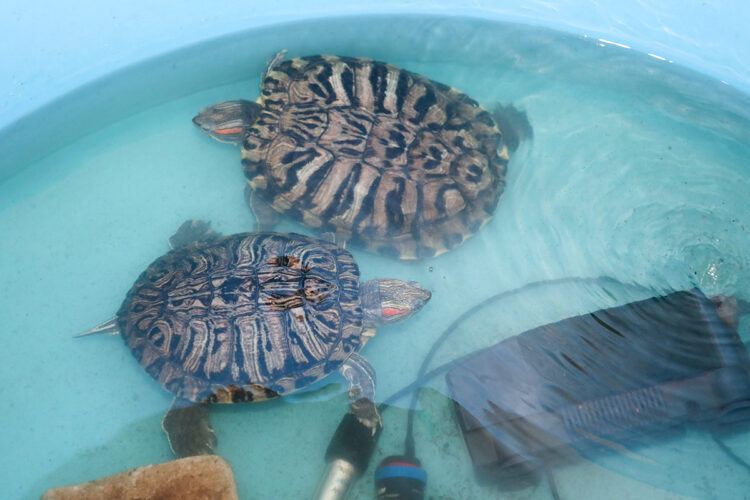 О нас пишут