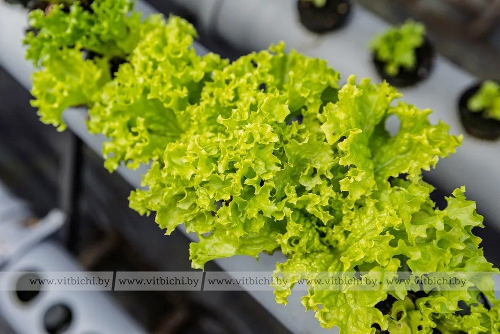 О нас пишут