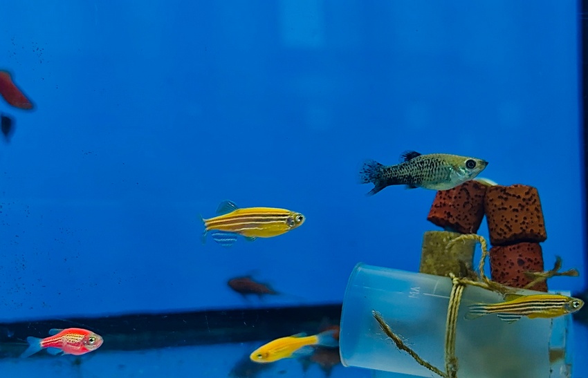 Клуб любителей аквариумистики