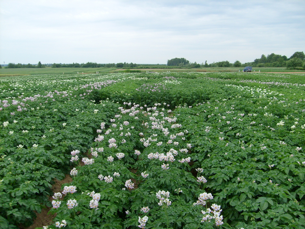 Технологии