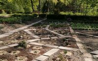 В ботаническом саду создана новая экспозиция «Вересковый сад»