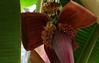 В ботаническом саду впервые за 42 года существования оранжереи наблюдается цветение банана и созревание плодов