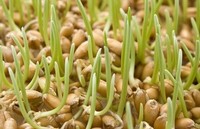 «От ростка до урожая»