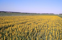 Результаты многолетней селекционной работы по созданию сортов люпина различных видов