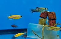 «Мы знаем, где поймать золотую рыбку»